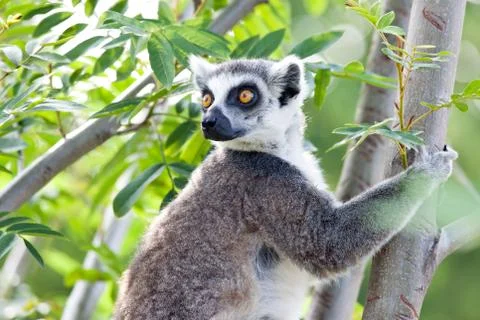 Lemur of madagascar Stock Photos