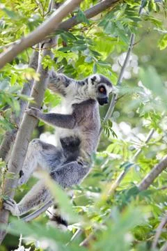 Lemur of madagascar Stock Photos