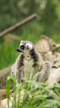 Lemur of Madagascar Stock Photos