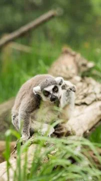 Lemur of Madagascar Stock Photos