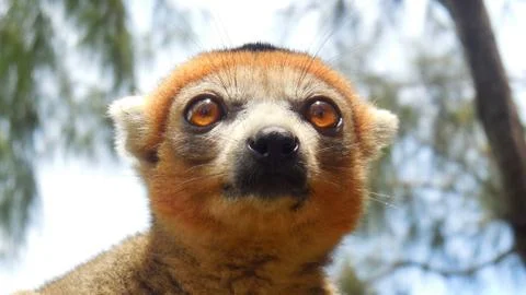 A lemur from madagascar 库存照片