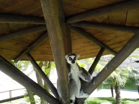 Lemur of Madagascar in a tree. Stock Photos