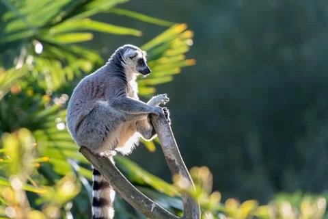 Lemur maki catta Stock Photos