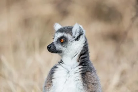 Lemur in the meadow Stock Photos