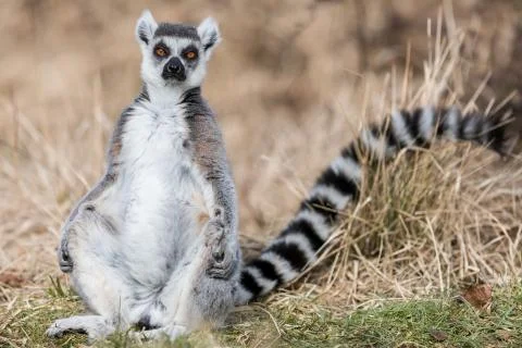 Lemur in the meadow Foto stock