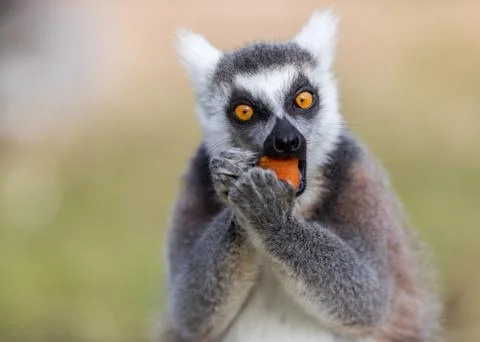 Lemur in the meadow Foto stock