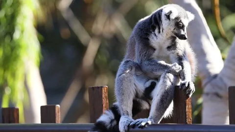 Lemur at Melbourne Zoo 库存影片 302421175