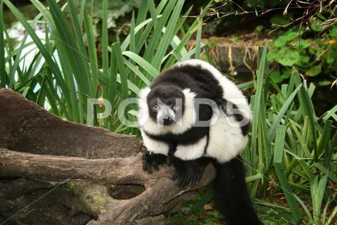 Lemur monkey black and white Stock Photos