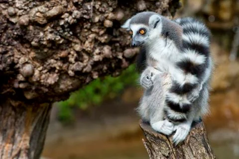 Lemur monkey close up portrait 库存照片