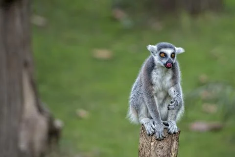 Lemur monkey close up portrait Stock Photos