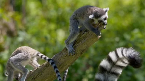 Lemur monkey Video stock 271347371