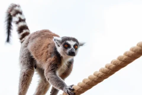 Lemur monkey Stock Photos