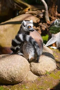 Lemur nu and whatever else Stock Photos