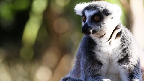 Lemur Observing Surroundings at Melbourne 스톡 동영상 300149033
