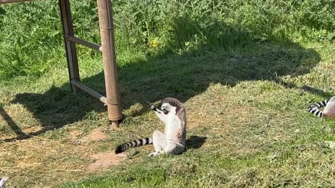 A lemur with open hands is enjoying the sun, Attiko Park , Greece *NO AUDIO* Stock Footage 238034418