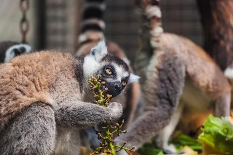 Lemur in park Stock Photos