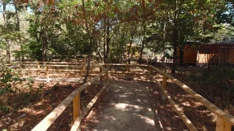 Lemur In The Park Slow Motion Stock Footage 219865245