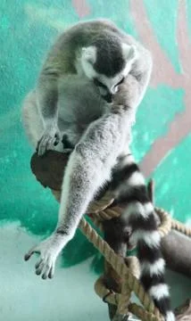 Lemur Stock Photos
