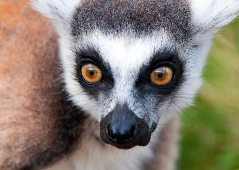 Lemur Stock Photos