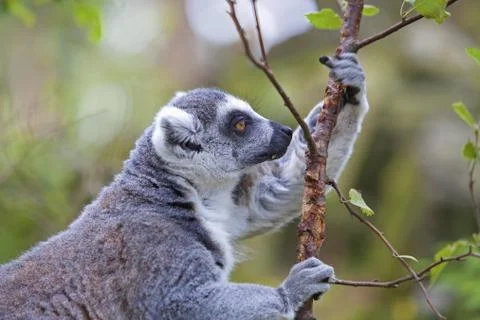 Lemur Stock Photos