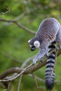 Lemur Stock Photos