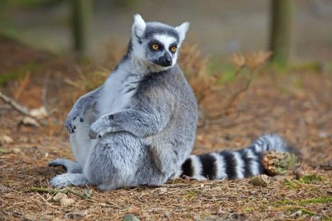 Lemur Stock Photos