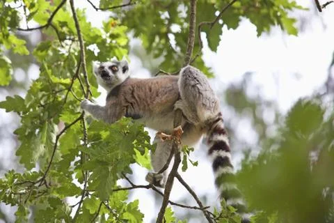 Lemur Stock Photos