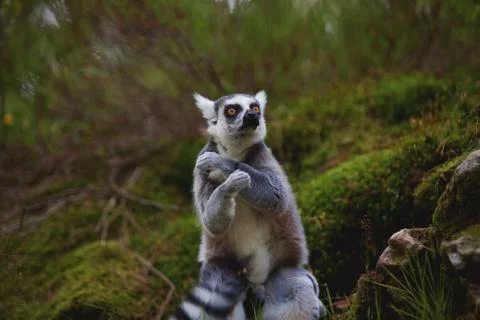 Lemur Stock Photos