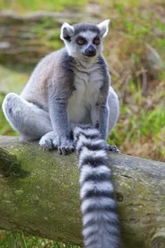 Lemur Stock Photos