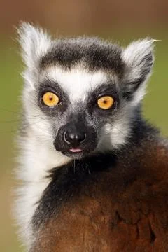 Lemur Foto stock