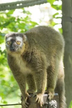 Lemur Stock Photos