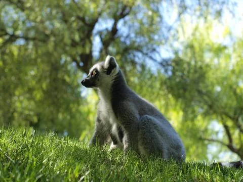 Lemur Stock Photos