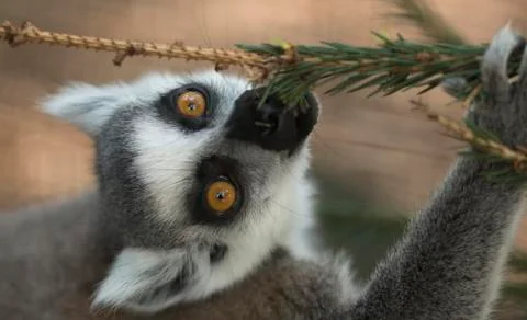 Lemur Stock Photos