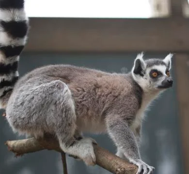 Lemur Stock Photos