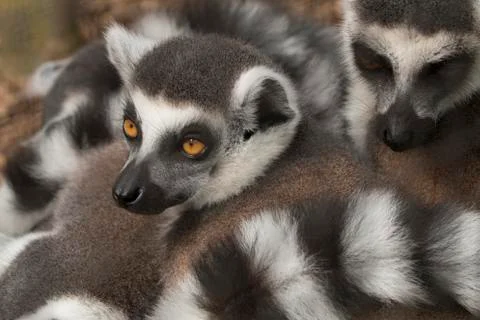 Lemur Foto stock