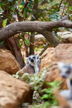 Lemur Stock Photos