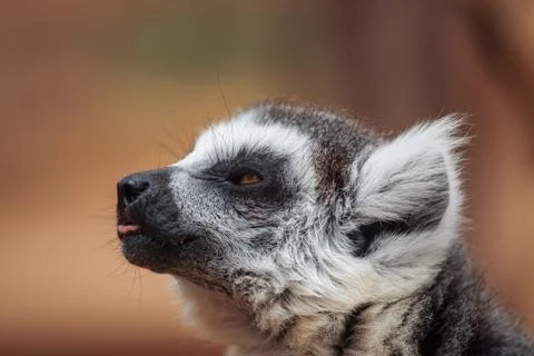 Lemur. Stock Photos