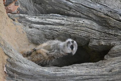 A lemur Stock Photos