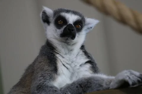 Lemur Stock Photos