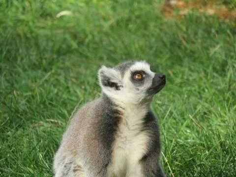 Lemur Stock Photos