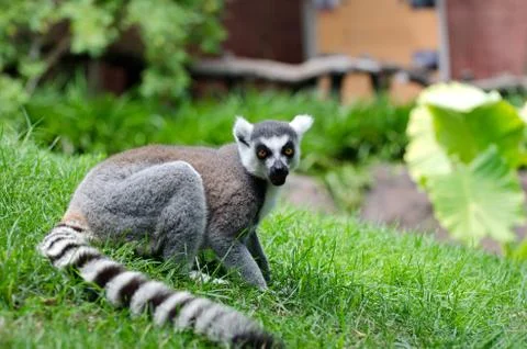 Lemur Stock Photos