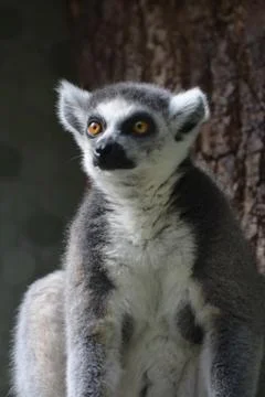 Lemur Stock Photos