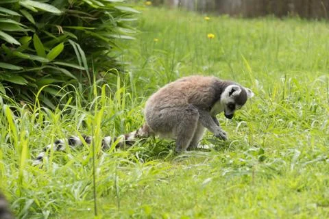 Lemur Foto stock