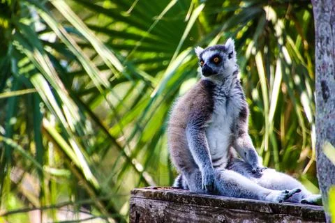 Lemur Stock Photos