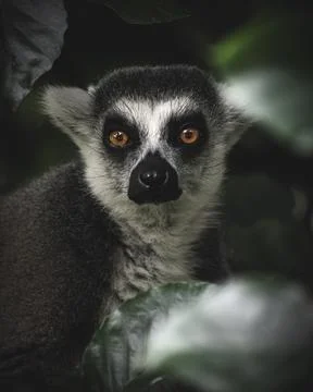 Lemur Stock Photos