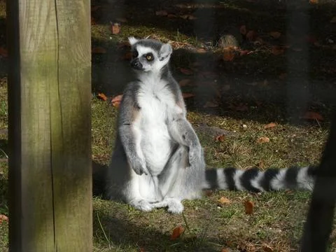 Lemur Stock Photos