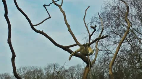 Lemur playin on tree with blue sky on the background 스톡 동영상 11144673