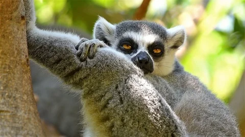 Lemur Portrait On Madagascar Island Stock Video Pond5
