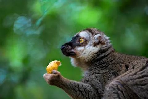 Lemur portrait Stock Photos