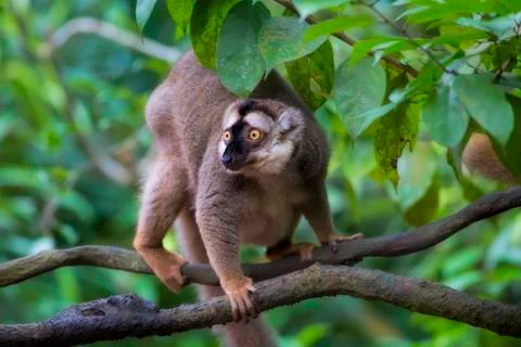 Lemur portrait Stock Photos